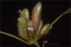 Lepidagathis incurva